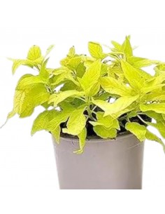 SALVIA MELON diametro vaso 14 cm 2