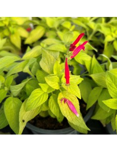 SALVIA MELON diametro vaso 14 cm