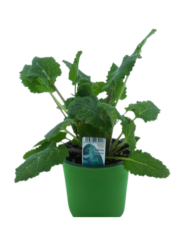 SALVIA SCLAREA diametro vaso 14 cm
