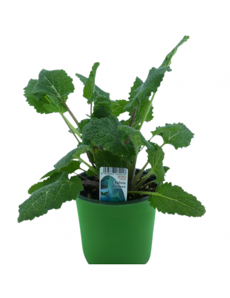 SALVIA SCLAREA diametro vaso 14 cm