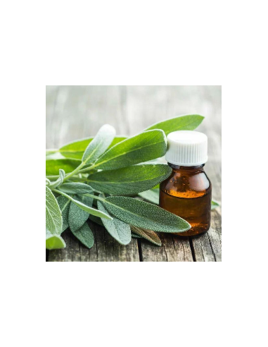 SALVIA SCLAREA diametro vaso 14 cm