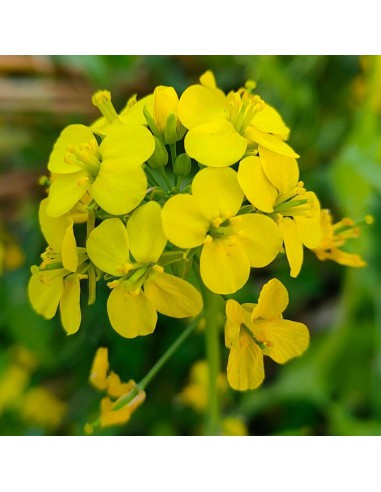 PIANTA SENAPE perfetta per insalate e contorni