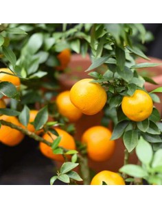 AGRUMI CHINOTTO diametro vaso 20 CESPUGLIO h 90 cm