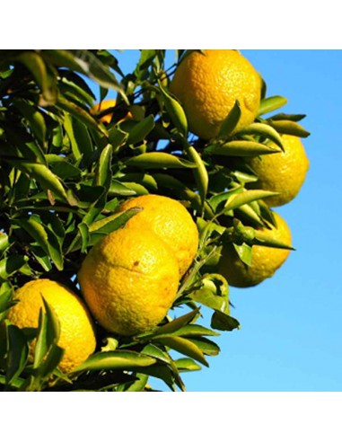 AGRUMI CEDRO diametro vaso 20 CESPUGLIO h 90 cm