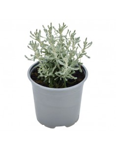SANTOLINA diametro vaso 14 cm 2