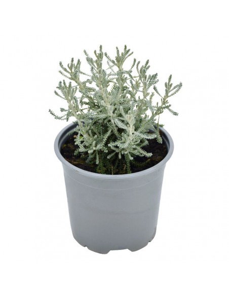 SANTOLINA diametro vaso 14 cm