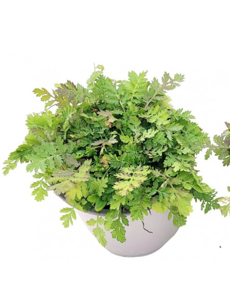 TANACETUM VULGARE diametro vaso 14 cm