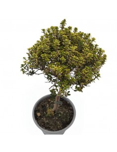 TIMO AUREAO ALBERELLO diametro vaso 14 cm 2
