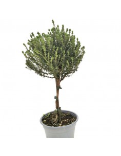 TIMO ALBERELLO Vulgaris dimensione vaso 14 cm 2