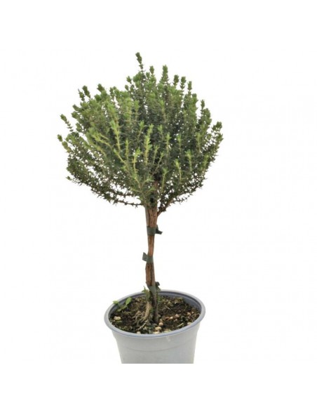 TIMO ALBERELLO Vulgaris dimensione vaso 14 cm