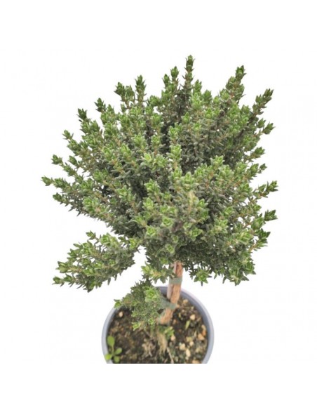 TIMO ALBERELLO Vulgaris dimensione vaso 14 cm
