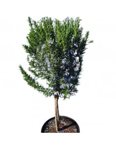 ROSMARINO AD ALBERELLO diametro vaso 19 cm 2