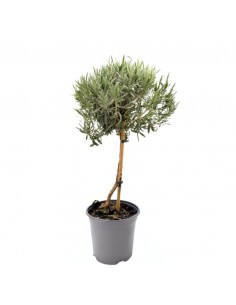 LAVANDA ANGUSTIFOLIA AD ALBERELLO in vaso 19 cm 2