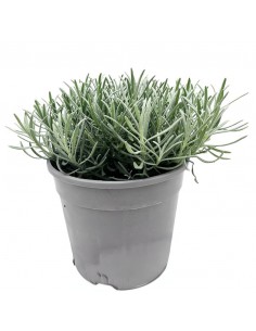 LAVANDA INTERMEDIA "GROSSO" profumo intenso 2