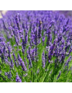 LAVANDA INTERMEDIA "GROSSO" profumo intenso
