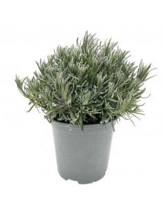 LAVANDA ANGUSTIFOLIA "DWARF BLUE" un tocco di blu 2