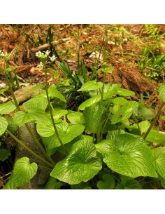 Pianta di Wasabi Ø 12 cm: Coltiva il Vero Oro Verde a Casa