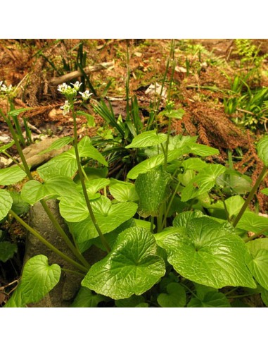 Pianta di Wasabi Ø 12 cm: Coltiva il Vero Oro Verde a Casa