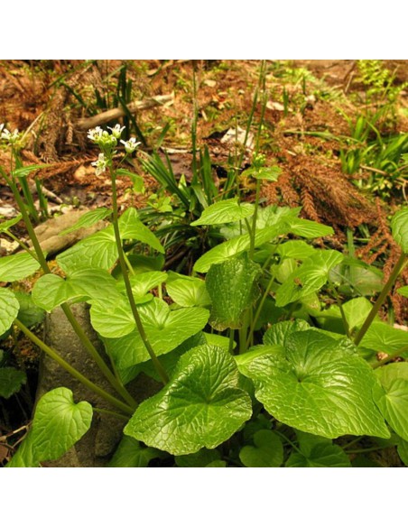 Pianta di Wasabi Ø 12 cm: Coltiva il Vero Oro Verde a Casa