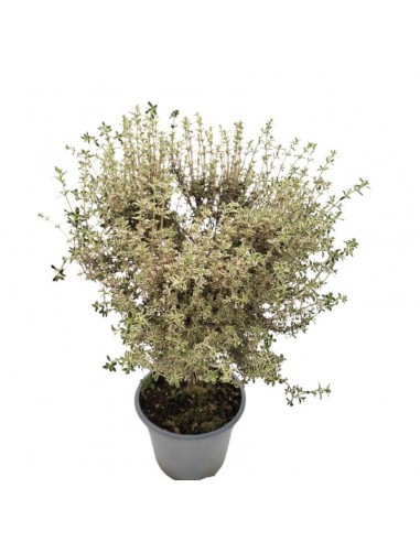 TIMO ARGENTATO AD ALBERELLO Eleganza Aromatica