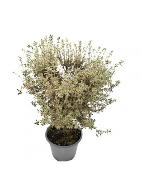 TIMO ARGENTATO AD ALBERELLO Eleganza Aromatica