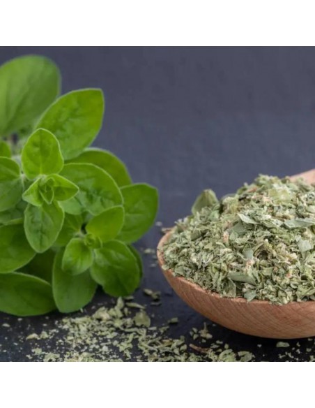 MAGGIORANA ALBERELLO Aroma e Bellezza in una Pianta