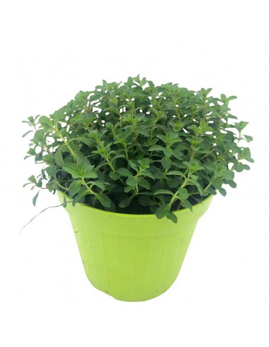 IPERICO - ERBA DI SAN GIOVANNI* IN VASO DIAMETRO 14 CM