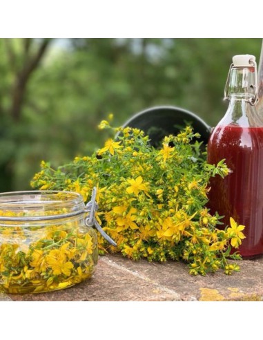 IPERICO - ERBA DI SAN GIOVANNI* IN VASO DIAMETRO 14 CM