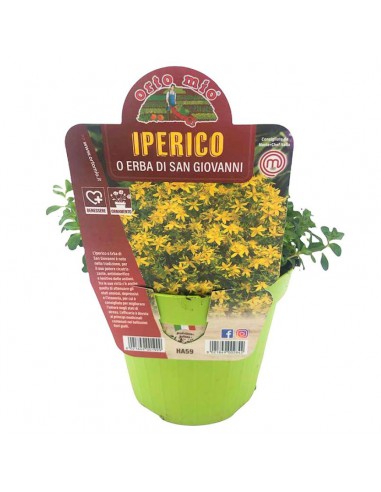 IPERICO - ERBA DI SAN GIOVANNI* IN VASO DIAMETRO 14 CM