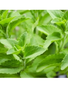 STEVIA 'PIANTA DELLO ZUCCHERO' diametro vaso 14 cm