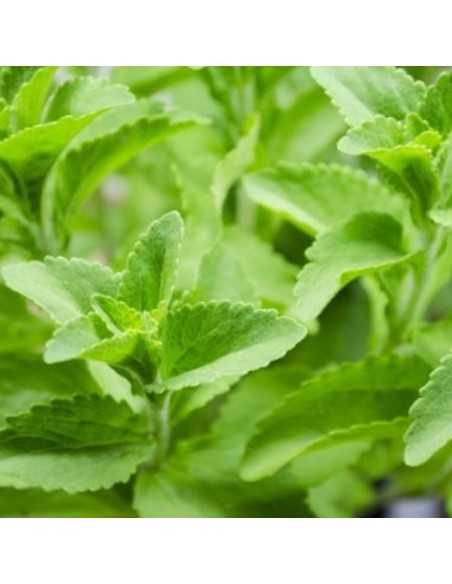 STEVIA 'PIANTA DELLO ZUCCHERO' diametro vaso 14 cm
