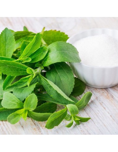 STEVIA 'PIANTA DELLO ZUCCHERO' diametro vaso 14 cm