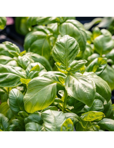 PIANTA DI BASILICO perfetta per i tuoi piatti estivi
