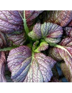 SENAPE ROSSA Tocco Piccante e Colorato per la Tua Cucina