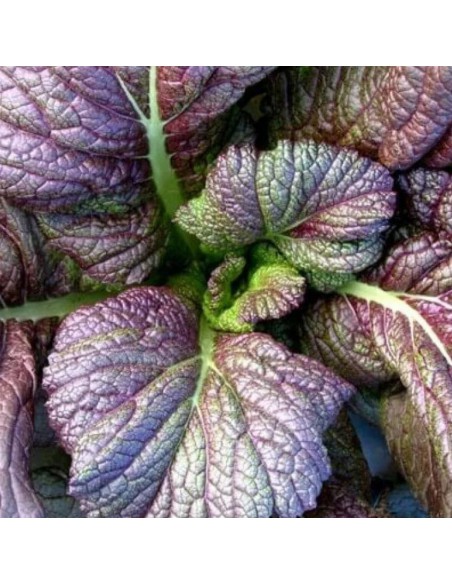 SENAPE ROSSA Tocco Piccante e Colorato per la Tua Cucina