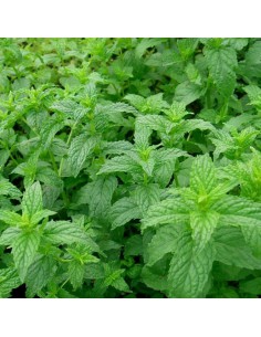 MENTA SPICATA "HUGO" Freschezza per i Tuoi Cocktail e Piatti