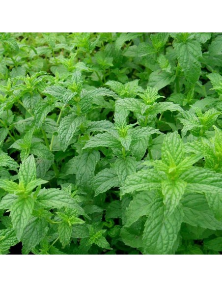MENTA SPICATA "HUGO" Freschezza per i Tuoi Cocktail e Piatti