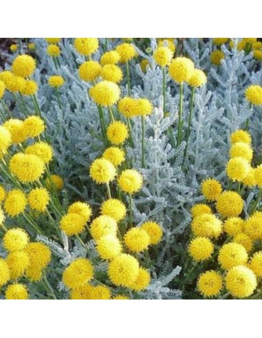 FINOCCHIO SMOCK in vaso diametro 14 cm