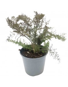 FINOCCHIO SMOCK in vaso diametro 14 cm 2