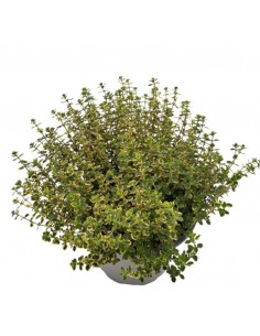TIMO AUREO VARIEGATO Profumo e Colore per il Tuo Giardino 2