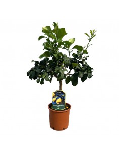 AGRUMI LIMONE SIRACUSANO diametro vaso 20 cm  H 90 CESPUGLIO 2