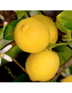 AGRUMI LIMONE SIRACUSANO diametro vaso 20 cm  H 90 CESPUGLIO