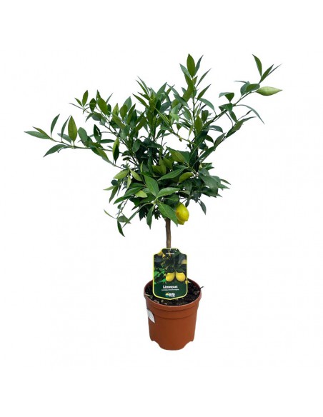 AGRUMI LIMEQUAT diametro vaso 22 cm  altezza 90-110 cm ALBERELLO