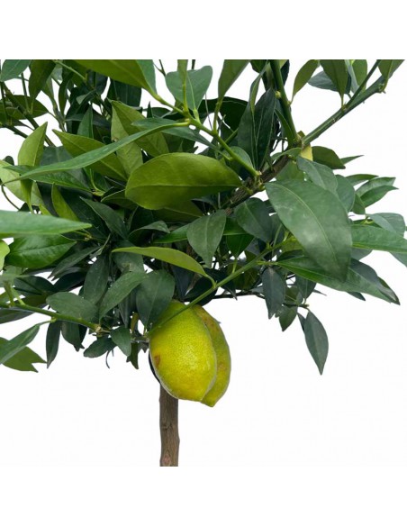 AGRUMI LIMEQUAT diametro vaso 22 cm  altezza 90-110 cm ALBERELLO