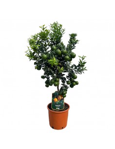 AGRUMI CHINOTTO diametro vaso 20 CESPUGLIO h 90 cm 2