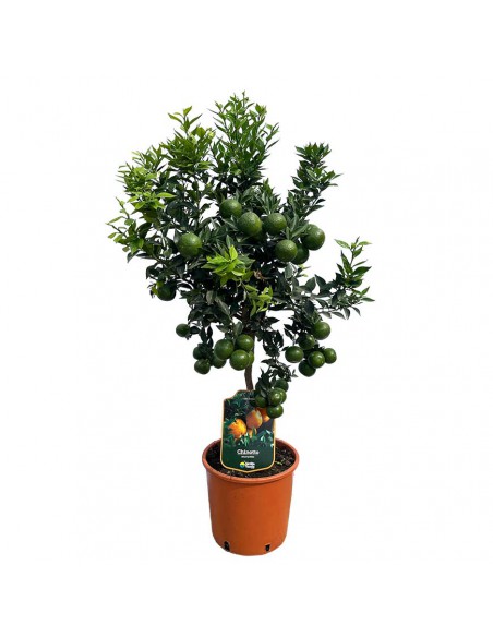 AGRUMI CHINOTTO diametro vaso 20 CESPUGLIO h 90 cm