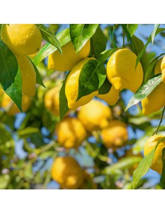 AGRUMI LIMONE AMALFITANO vaso 20 cm H 90 CESPUGLIO