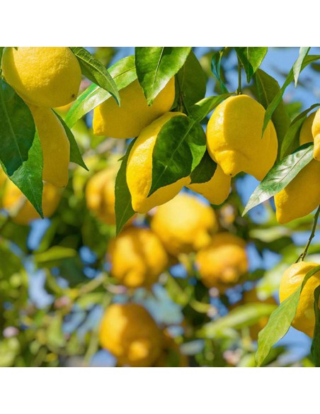 AGRUMI LIMONE AMALFITANO vaso 20 cm H 90 CESPUGLIO