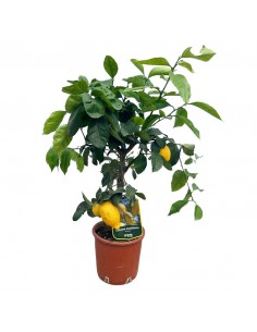 AGRUMI LIMONE AMALFITANO vaso 20 cm H 90 CESPUGLIO 2