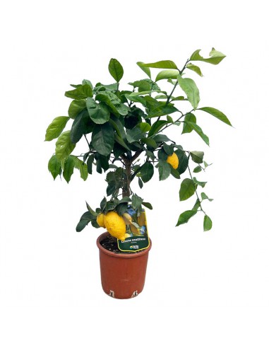 AGRUMI LIMONE AMALFITANO vaso 20 cm H 90 CESPUGLIO